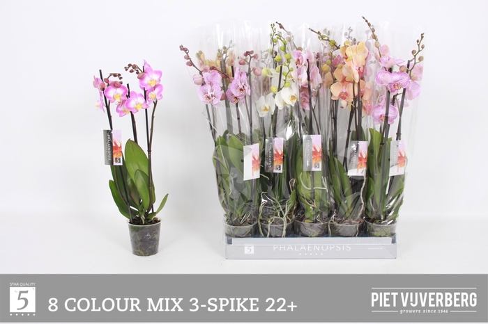 <h4>PHAL GEM 8 KL</h4>