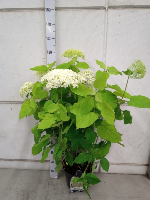 <h4>Hydrangea arbor. 'Annabelle'</h4>