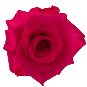 R Gr VI Pink 50cm EC