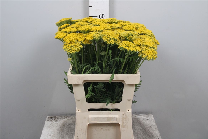 <h4>Achil F Park Variety</h4>
