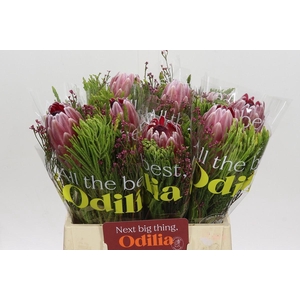 BQ Protea Pink Ice SFB