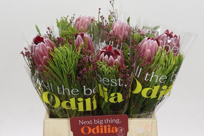 <h4>BQ Protea Pink Ice SFB</h4>