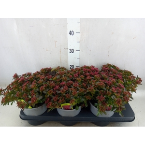 Sedum spurium