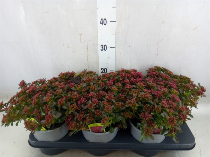 <h4>Sedum spurium</h4>