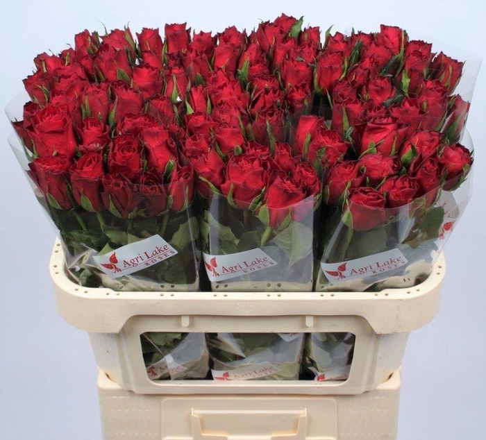 <h4>R GR MADAM RED</h4>