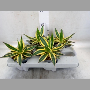 Agave lophantha 'Quadricolor'