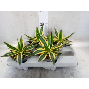 Agave lophantha 'Quadricolor'