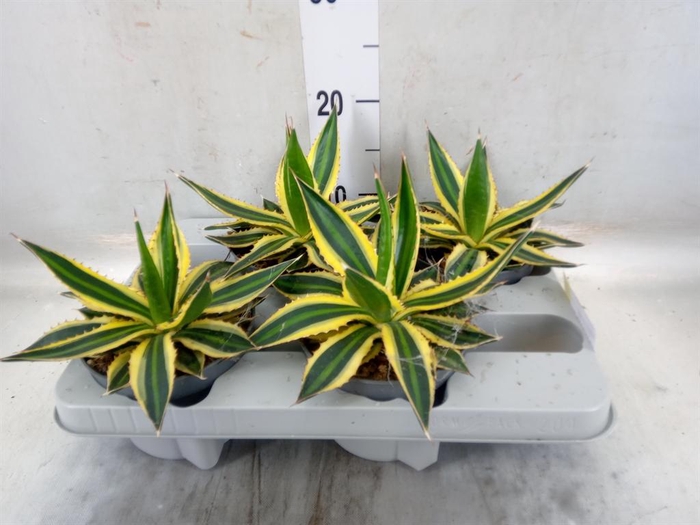 <h4>Agave lophantha 'Quadricolor'</h4>