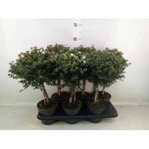 Myrtus communis