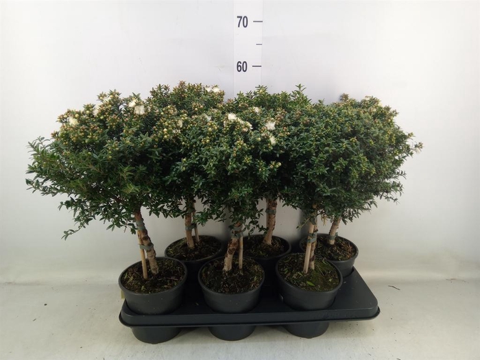 <h4>Myrtus communis</h4>