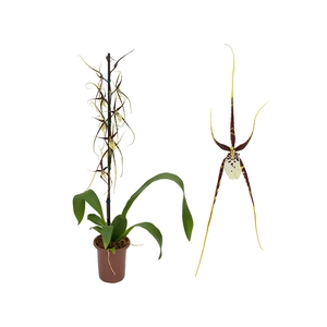 ORQUIDEAS BRASSIA P15