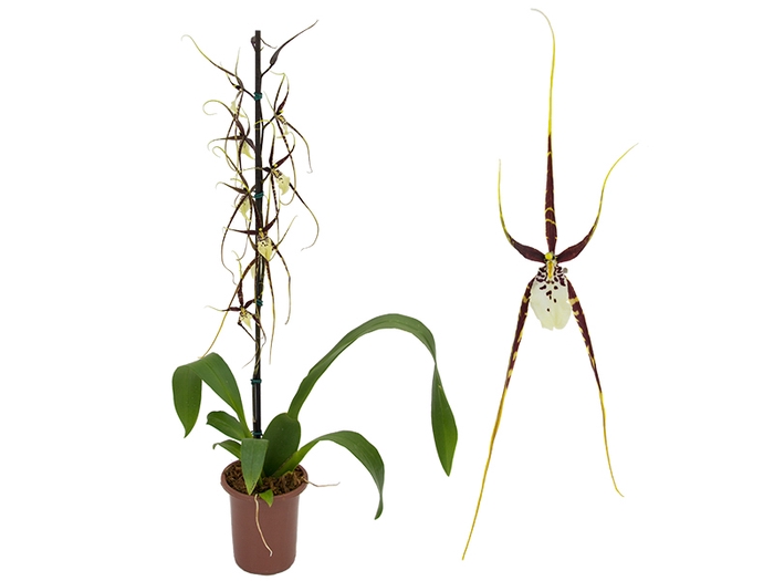 <h4>ORQUIDEAS BRASSIA P15</h4>
