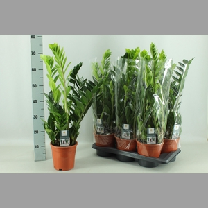 ZAMIO ZAMIIFOLIA