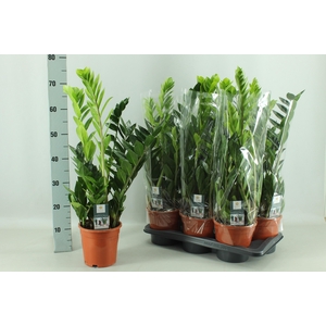 ZAMIO ZAMIIFOLIA
