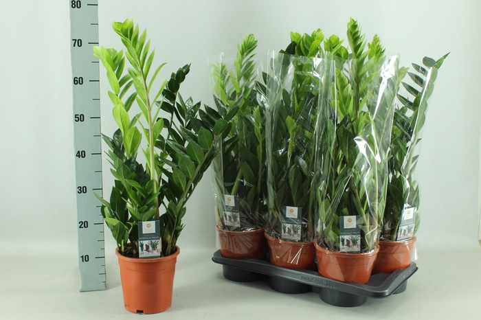 <h4>ZAMIO ZAMIIFOLIA</h4>