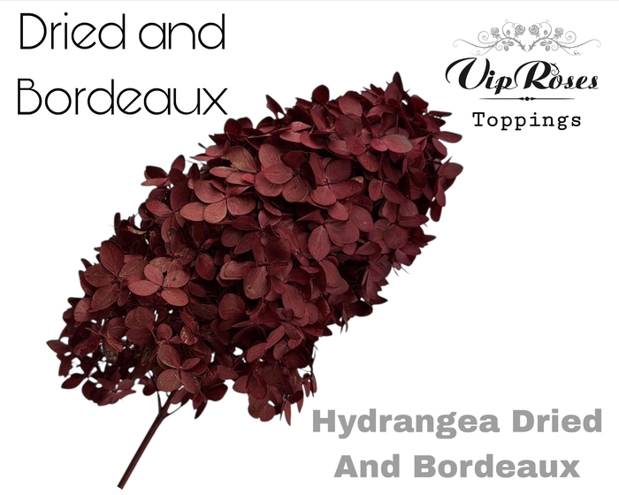 DRIED HYDRANGEA BORDEAUX