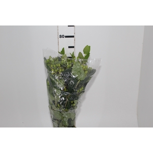 HYPERICUM 080 CM VERDE