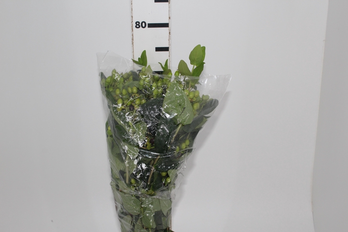 <h4>HYPERICUM 080 CM VERDE</h4>