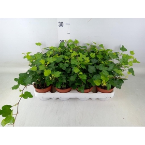 Hedera helix 'Wonder'