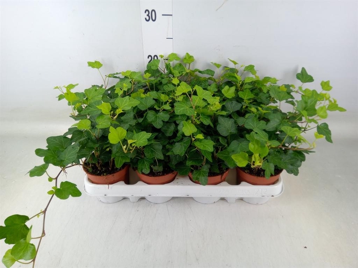 <h4>Hedera helix 'Wonder'</h4>