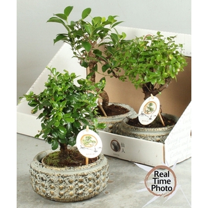 BONSAI GEM