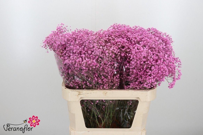 <h4>GYPS KLB H%</h4>