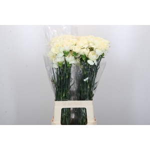 Dianthus St Rodas Creme