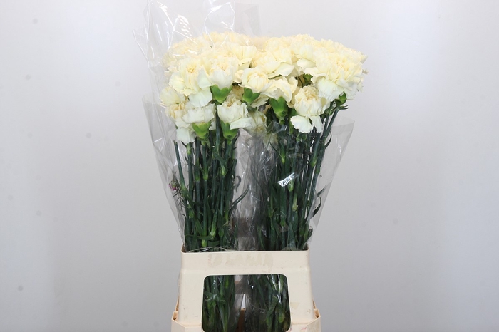 Dianthus St Rodas Creme