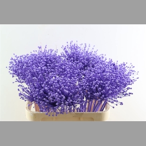 Allium Milka