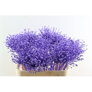 Allium Milka
