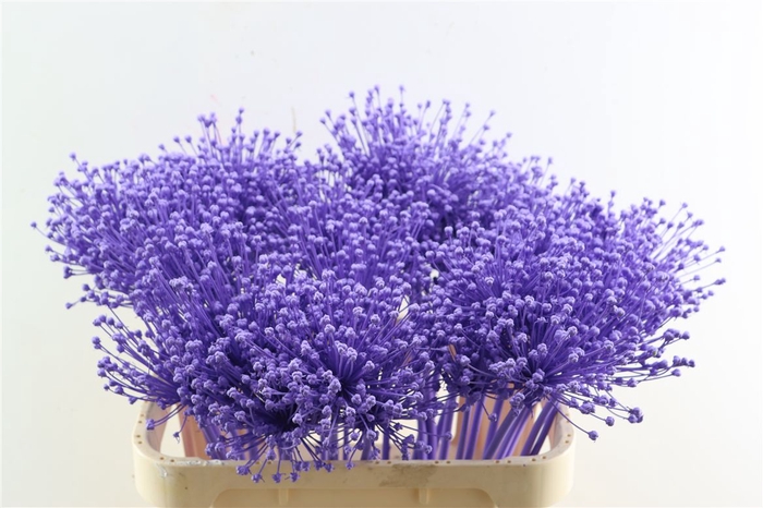 <h4>Allium Milka</h4>