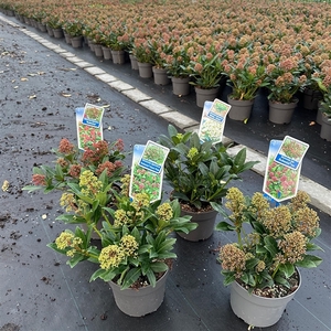 Skimmia mix (minimum order one layer)