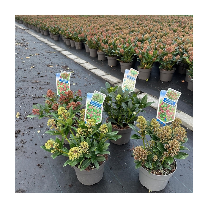 <h4>Skimmia mix (minimum order one layer)</h4>