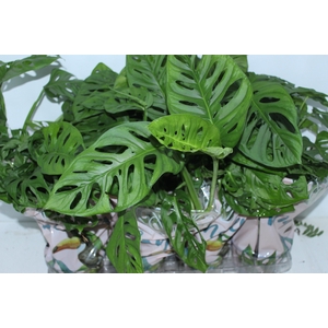 MONSTERA OBLIQUA ADANSONII P15