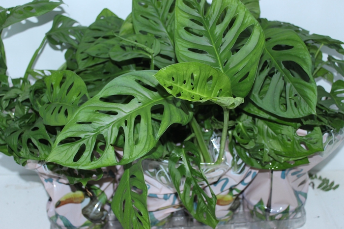 <h4>MONSTERA OBLIQUA ADANSONII P15</h4>