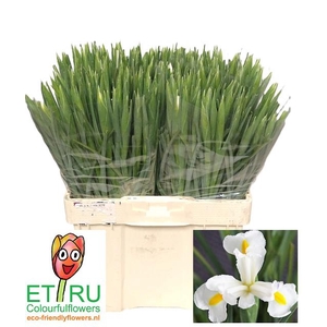 IRIS WHITE MAGIC