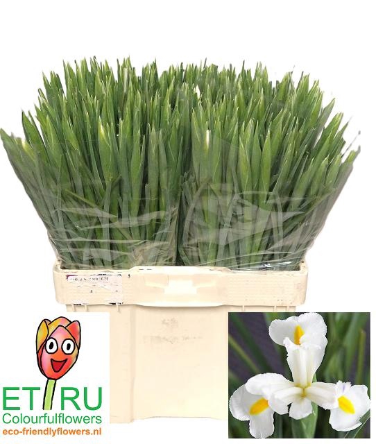 <h4>IRIS WHITE MAGIC</h4>