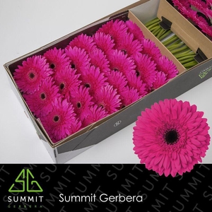 Gerbera Madeira Doos