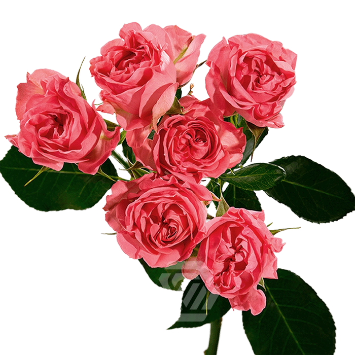 <h4>R TR FIBONACCI NAUTILUS Tessa</h4>