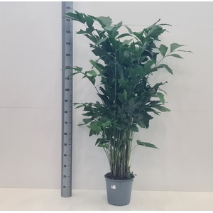 CARYOTA MITIS