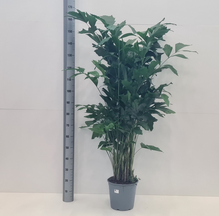 <h4>CARYOTA MITIS</h4>