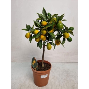 Citrus Kumquat Stem