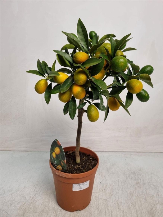 <h4>Citrus Kumquat Stem</h4>