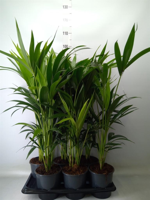 <h4>Howea forsteriana</h4>