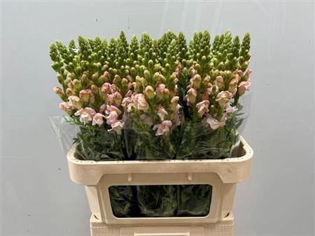 <h4>Antirrhinum majus 'Costa Silver'</h4>
