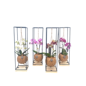 ARR ORCHIDEE
