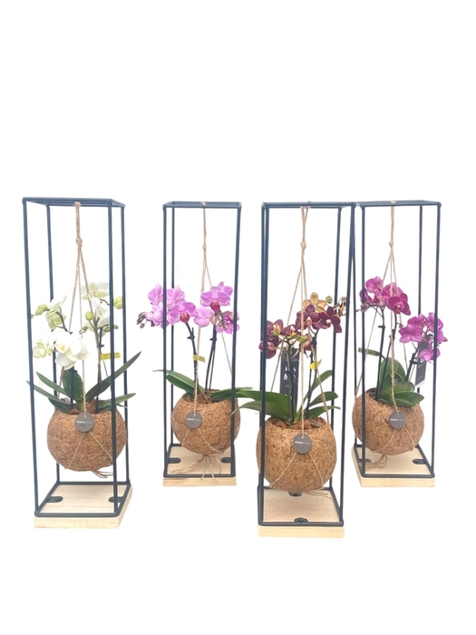 <h4>ARR ORCHIDEE</h4>