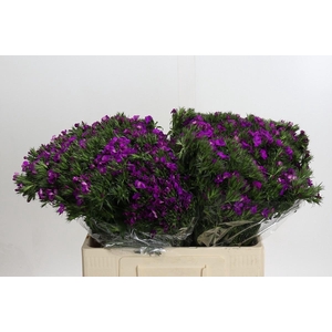 DI BARB AM NEON PURP