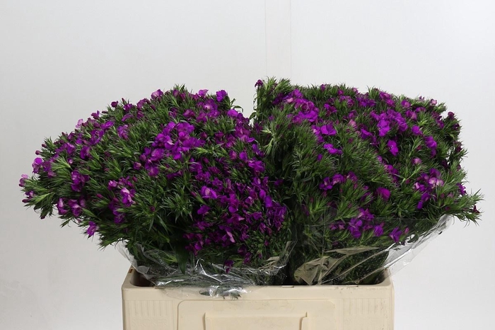 <h4>DI BARB AM NEON PURP</h4>