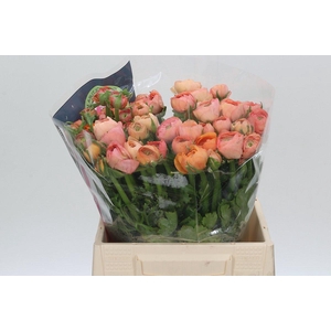 Ranunculus Elegance Salmon A1